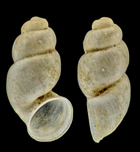 Alzoniella cervarensis