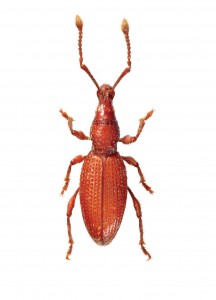 B. nardii